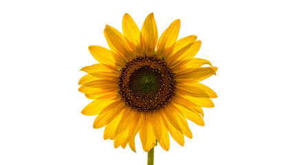 Obraz premium Vibrant, close-up view of a sunflower against a stark black background