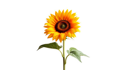 Fototapeta premium A vibrant sunflower blooms against a stark black background, showcasing its petals and stem