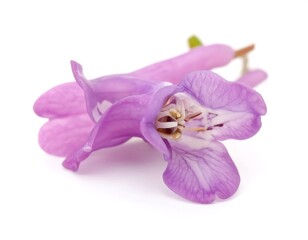 A close-up of a delicate, light purple flower blossom, isolated on a white background