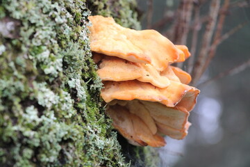 Polypore - On the Pilgrimage Route to Mount Hiei and Enryakuji Temple