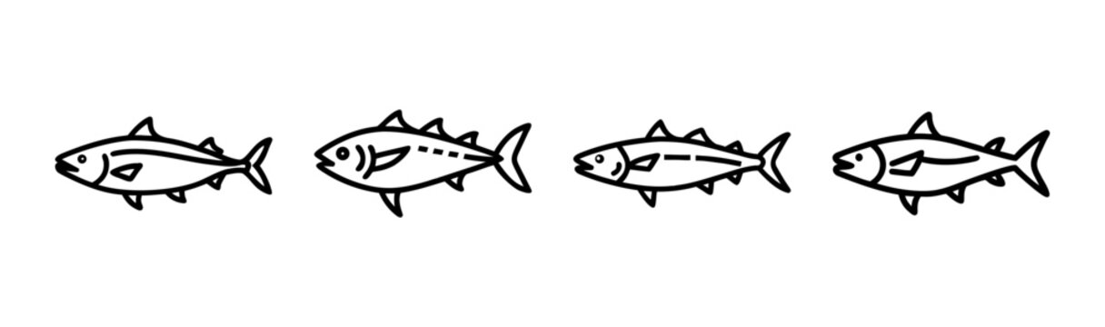 King mackerel fish vector illustration seafood animal aquatic marine