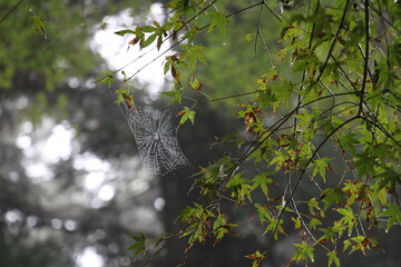 Spider web and Japanese Maple Tree