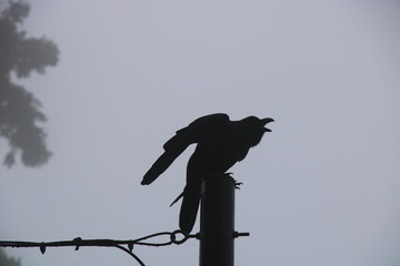 Japanese Raven in the fog - Picture taken close to Enryaku-ji Temple (延暦寺)