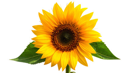 A vibrant, close-up view of a sunflower with green leaves against a transparent backdrop