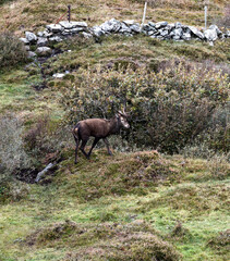 Lonely red deer stag during the rut in County Donegal, Ireland