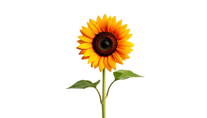 Obraz premium Isolated sunflower with vibrant yellow petals and dark center against a black background