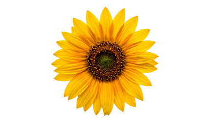 Fototapeta premium Isolated vibrant sunflower with yellow petals, brown center, and black background