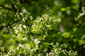 A Crataegus Monogyna, commonly known as hawthorn, on a sunny spring day in Sussex
