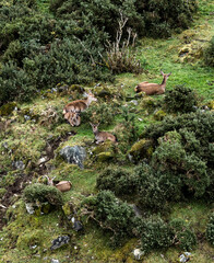 Sika deer hinds resting in County Donegal, Ireland