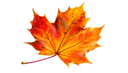 Obraz premium A vibrant, detailed maple leaf displays a spectrum of autumn colors against a black backdrop