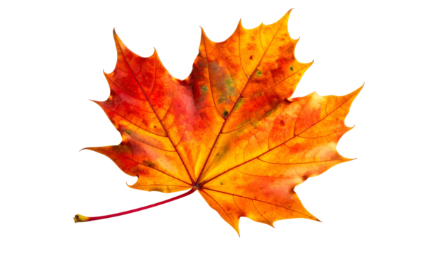 A vibrant, detailed maple leaf displays a spectrum of autumn colors against a black backdrop