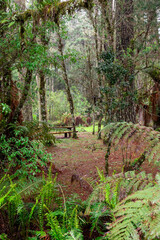 Fototapeta premium footpath in the forest