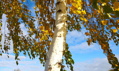 Fototapeta premium Birch on a sunny autumn day. Bright yellow leaves on birch branches close-up. White birch trunk in focus on a blurred blue background. Autumn birch under bright sunlight close-up.