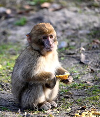 Seebad Ueckermünde, Tierpark, Junger Berberaffe beim futtern