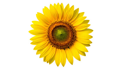 Fototapeta premium Close-up of a vibrant sunflower, its yellow petals radiating from a brown center against black
