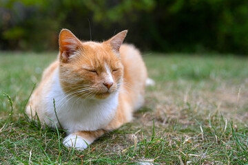 Portrait of a domestic ginger cat