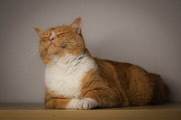 Domestic ginger cat sitting on a table