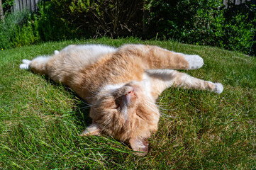 Ginger cat resting on garden yard grass in summer, fish eye lens