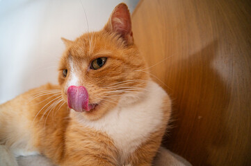 Ginger cat licking nose, fish eye lens