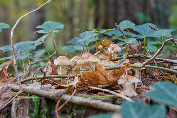 light cream-colored mushrooms with light brown roofs among twigs and leaves on a tree trunk