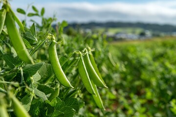 Close up of green pea pods growing in the field, a healthy vegetable crop with lush foliage, against a blurred background of farmland and a cloudy sky, vibrant color