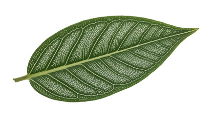 Obraz premium Vector25890 realistic close-up leaf