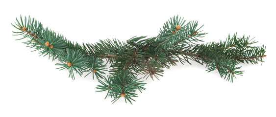 Christmas tree branch isolated on white background.