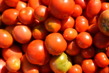 Close-up of wet red tomatoes with water drops on the skin. Fresh organic vegetables, natural light, and healthy food concept.