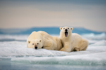 polar bears resting on arctic ice  © ahmed