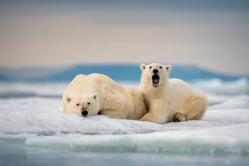 Fototapete Eisbär polar bears resting on arctic ice   © ahmed