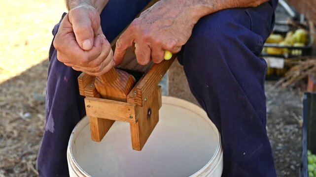 Farmer hands crushing olives with traditional wooden press for marinated olive preparation