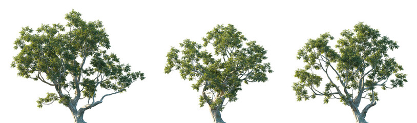 Set of Eucalyptus camaldulensis (commonly known as river red gum) frontal isolated png in sunny daylight on a transparent background perfectly cutout