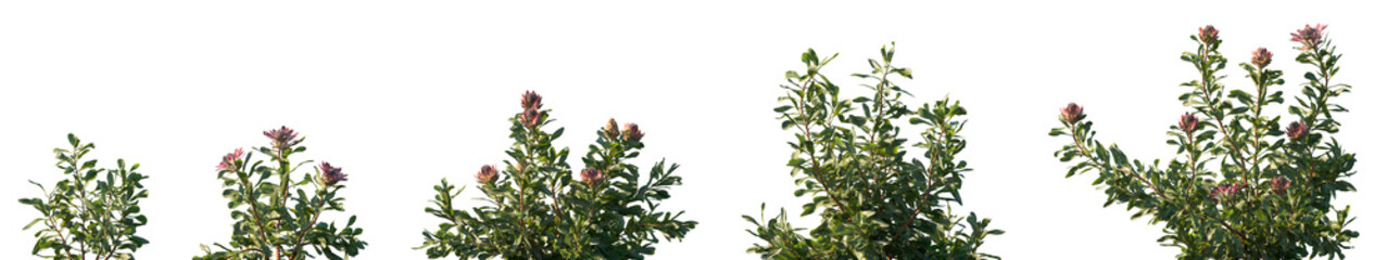 Obraz premium Set of Protea cynaroides (also called the king protea, giant protea, honeypot, or king sugar bush) flowering shrubs frontal isolated png on a transparent background perfectly cutout high resolution