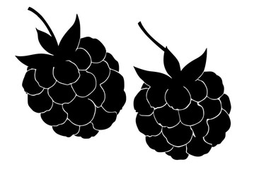 🍇 Vector illustrations of fresh raspberry, blackberry, and grape fruit on a **vine