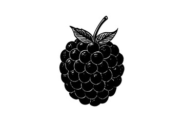 Vector illustration of fresh, sweet, and healthy red raspberries and black blackberries isolated on white