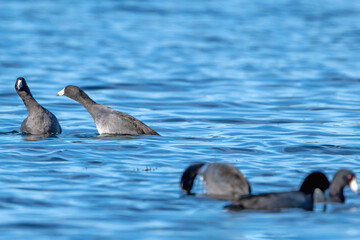 Two American Coots having a disagreement