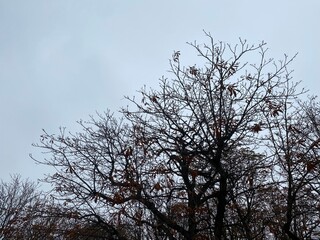 Fototapeta premium Calm Nature View of Fall Branches and Fading Leaves in Paris, France