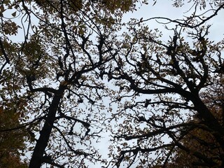 Looking Up through Autumn Trees in Paris with Orange Leaves and Clouds