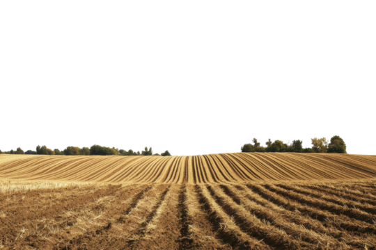 Expansive view of golden furrows across a field during early morning hours in a rural landscape