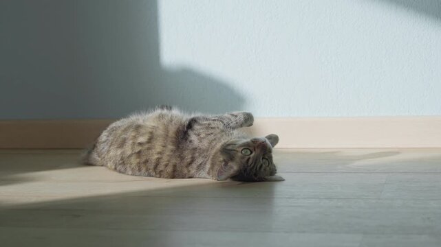 female cat rest in sunny room, slow motion video