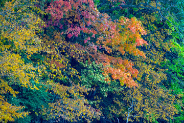 fall colors on trees near Mississippi River