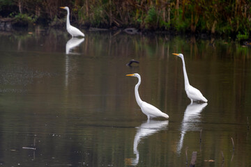 great white heron