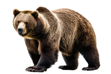 Obraz premium Brown bear standing in a natural pose isolated with transparency, showcasing its thick fur and strong physique