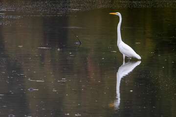 great white heron