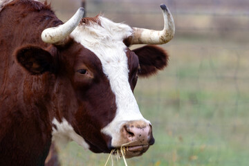 portrait of a bull