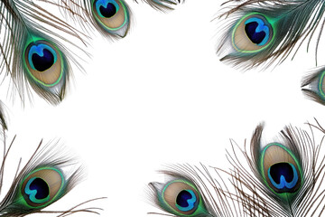 Obraz premium Beautiful peacock feathers frame a blank space, showcasing vibrant colors and intricate patterns perfect for creative designs