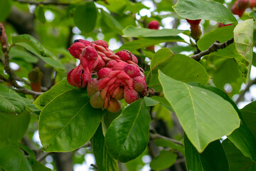 red fruit on a tree
