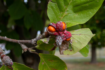 Fruit tree