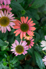 Close-up of Vibrant Pink and Peach Coneflowers in Bloom