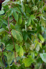 Close-up of a Hops Vine with Leaves and Developing Cones